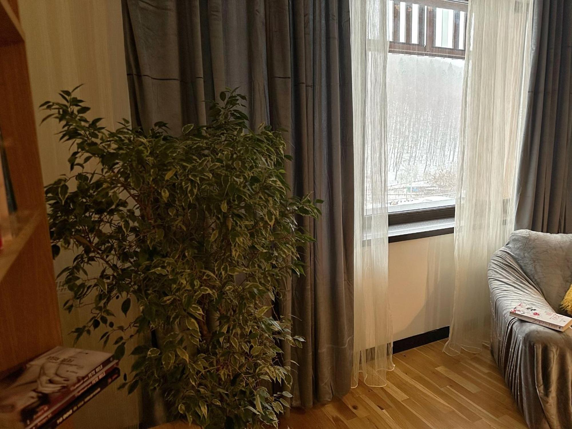 Apartament “La Iepure” Braşov Exterior foto